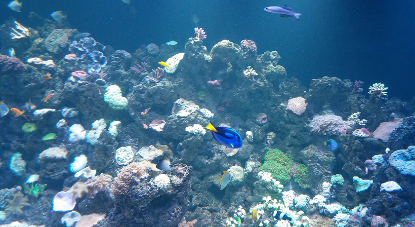 acuario-rio-de-janeiro-aquario-03.jpg